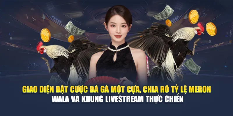 Giao diện đặt cược đá gà một cựa, chia rõ tỷ lệ Meron – Wala và khung livestream thực chiến